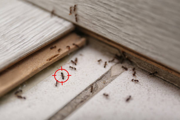 Spider Control Near Me in Mill Neck, NY